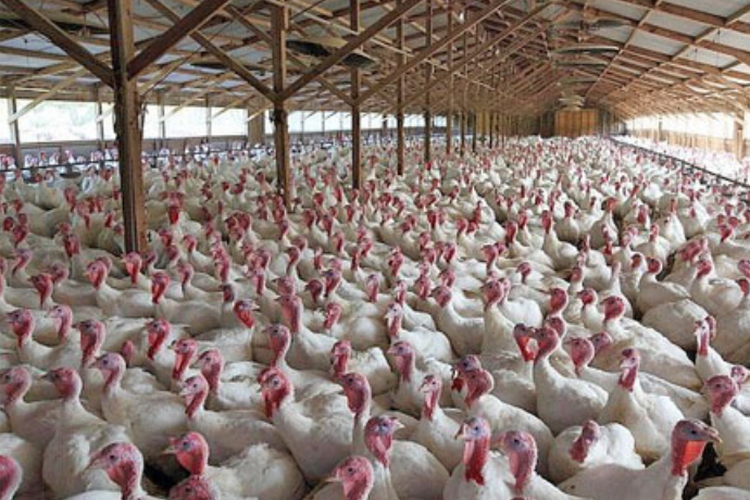 Turkey-Farm-small-Adobe-Stock.png