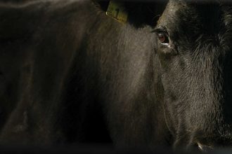 Mid year review beef cattle adobestock