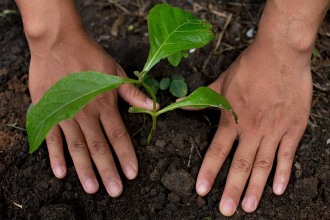 Hands planting green seedling into soil