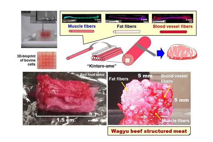 Graphic showing the structure of cultured Wagyu beef