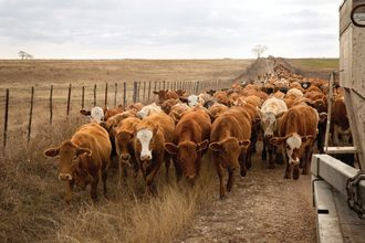 Adobestock 294019529 cattle smaller