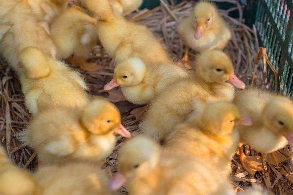 Ducklings in a crate lined with straw
