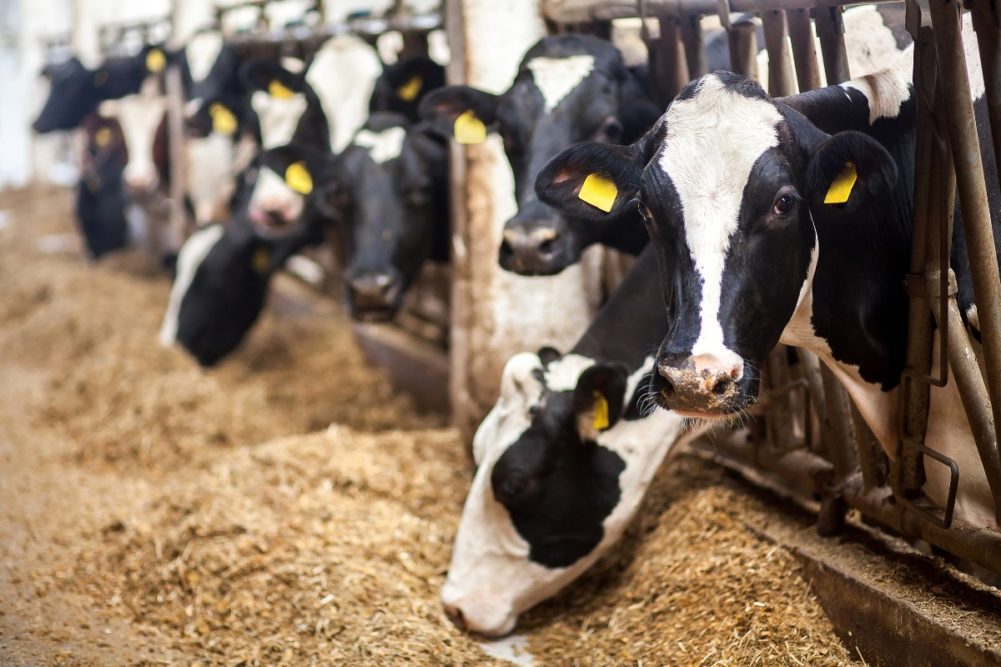 Bovine practitioners decide on new name for HPAI in dairy cattle | MEAT ...