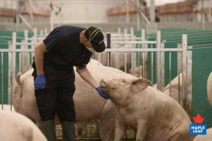 BBFAW ranks food companies on animal welfare progress | MEAT+POULTRY