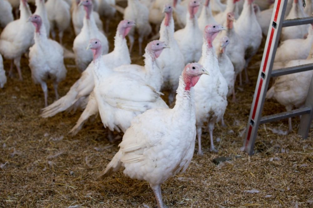HPAI discovered in flock of turkeys supplying Hormel | MEAT+POULTRY