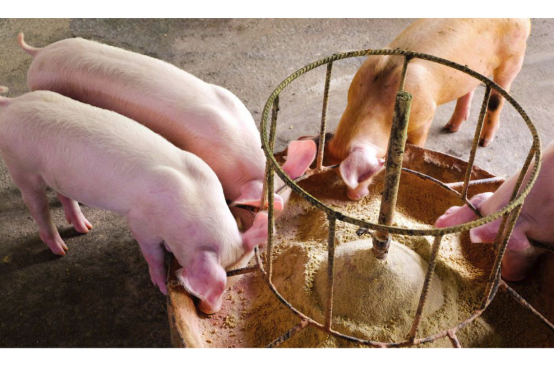 Pigs-eating.jpg
