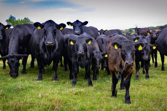 Black Angus Cattle and Calves