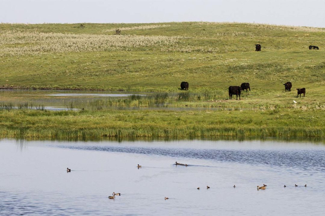 Cattle and ducks in the Prairie Porthole Region