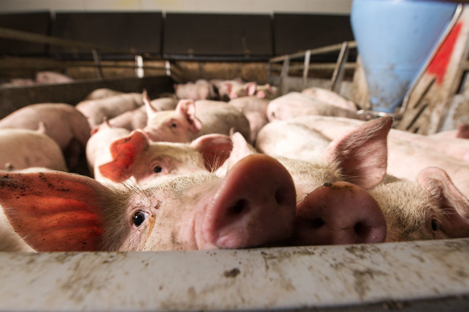 Province in Philippines bans pork over ASF concerns | MEAT+POULTRY