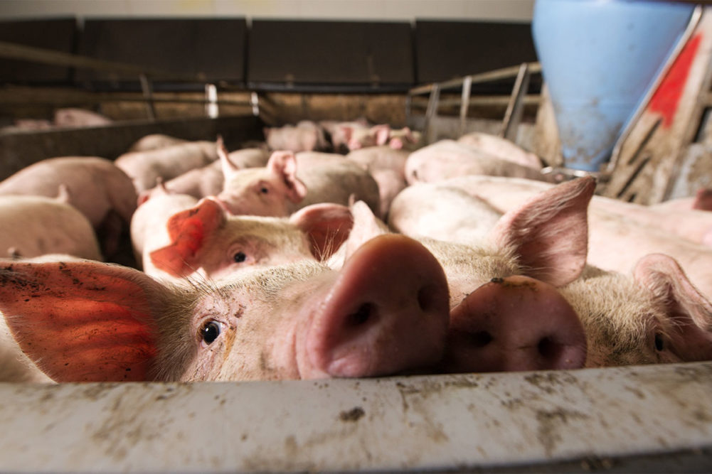 Study assesses environmental impacts of food production | MEAT+POULTRY