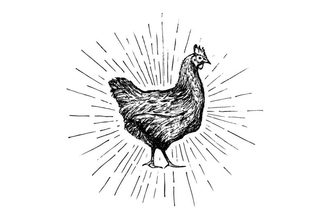 Chicken drawing