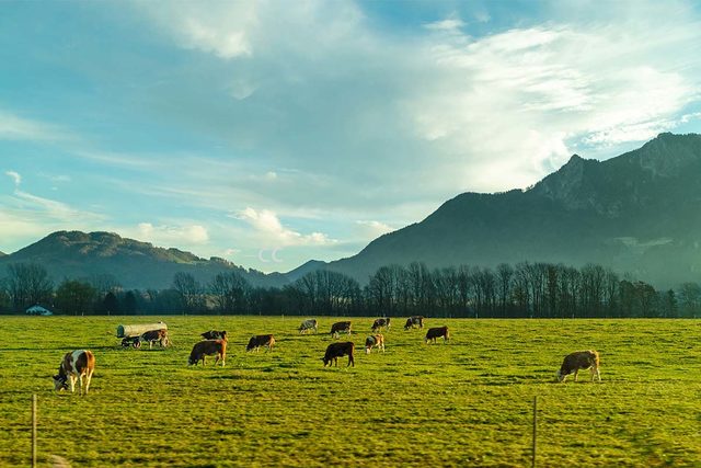 Cows grazing in field with mountain backdrop