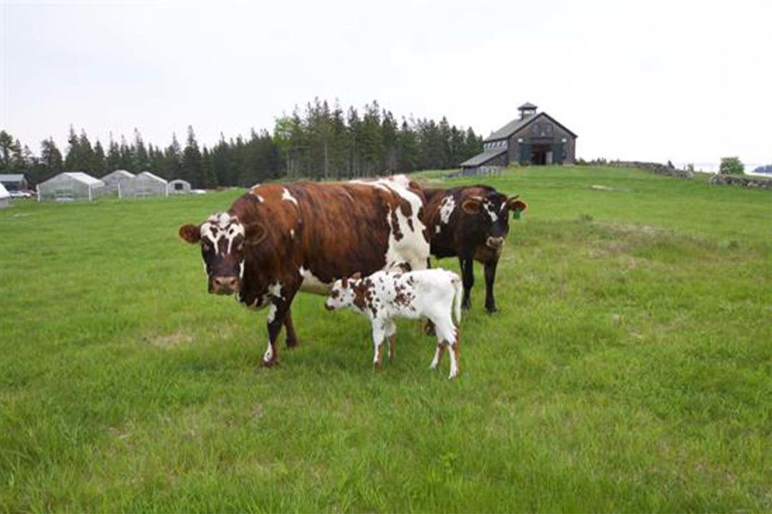 Three cows in a field