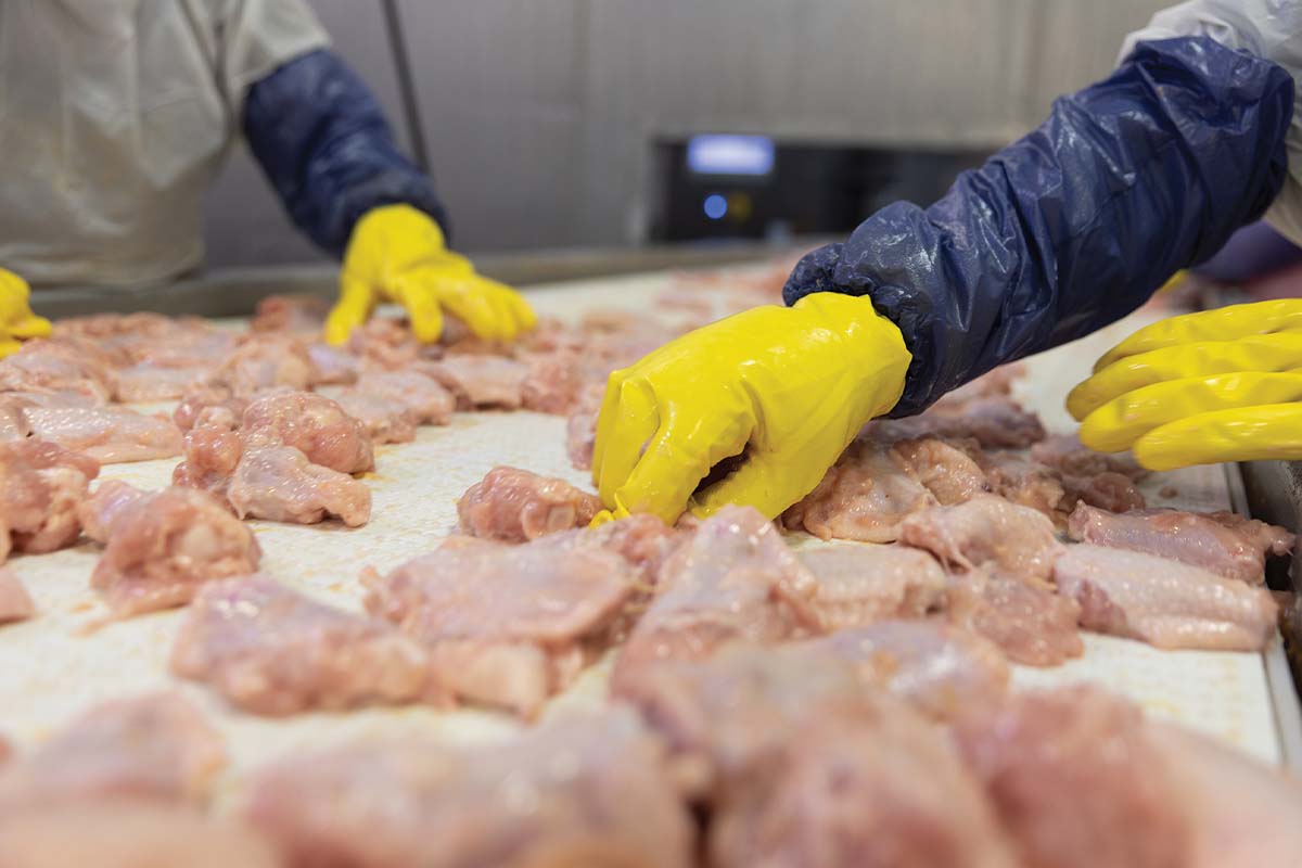 Closeup of raw-chicken handling on the line