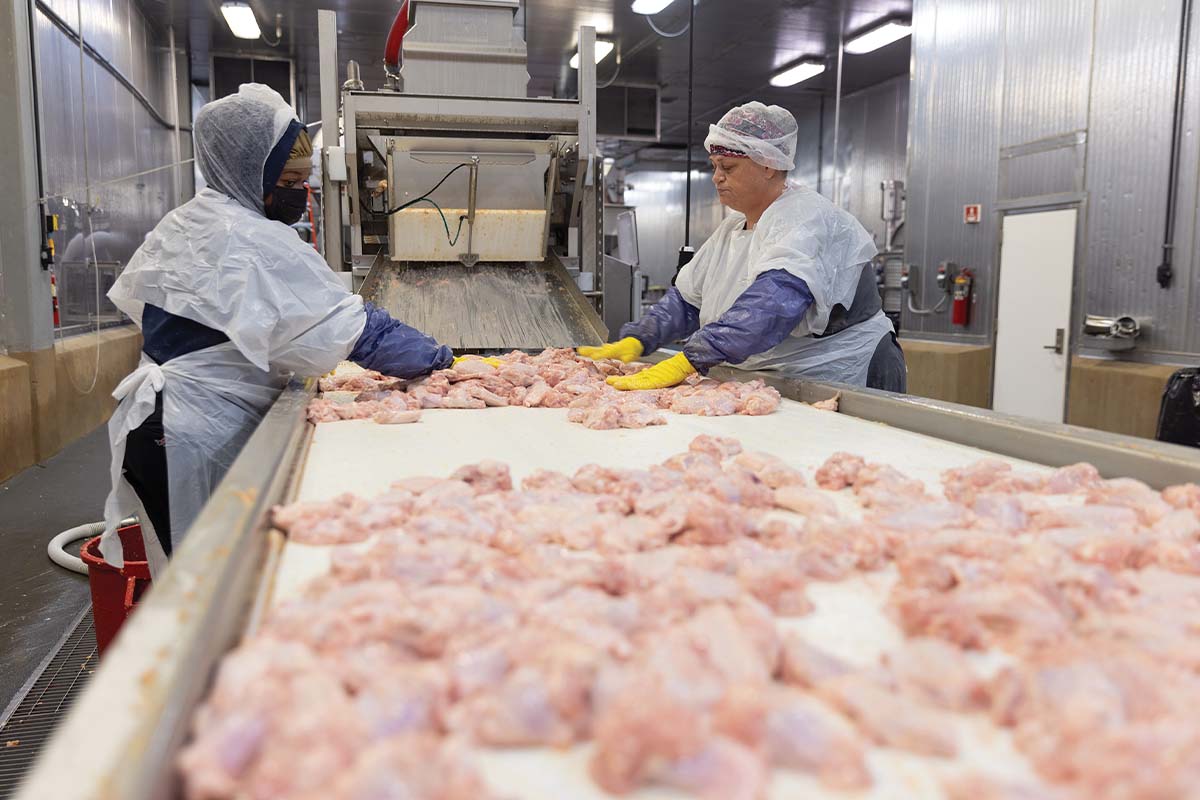Wayne-Sanderson poultry production line