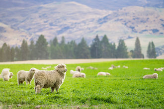 Sheep in pasture