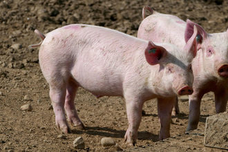 pig-farm.jpg