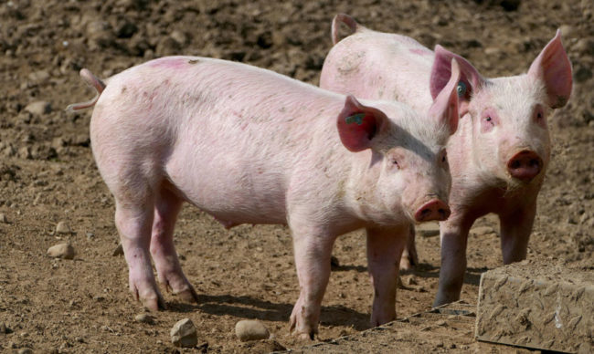 pig-farm.jpg