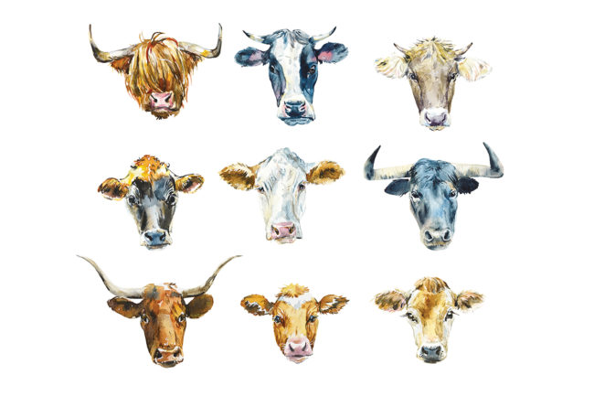 Animated cattle heads