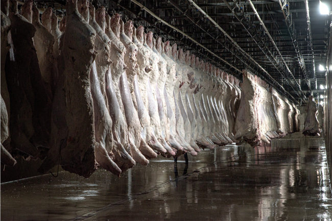 Pig carcasses in Creekstone plant