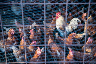 Chickens in barbed wire cage