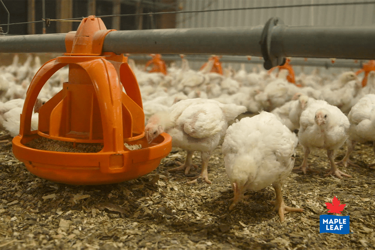 Maple Leaf Foods' poultry barn