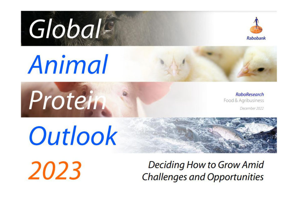 animal protein research paper