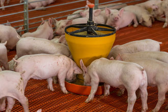 Hogs feeding station