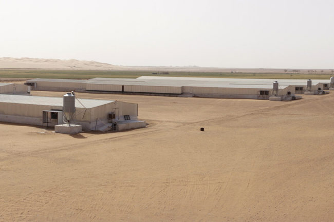 Greenfield hatching facility in Saudi Arabia