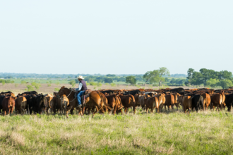 Cattleman herding cattle on ranch