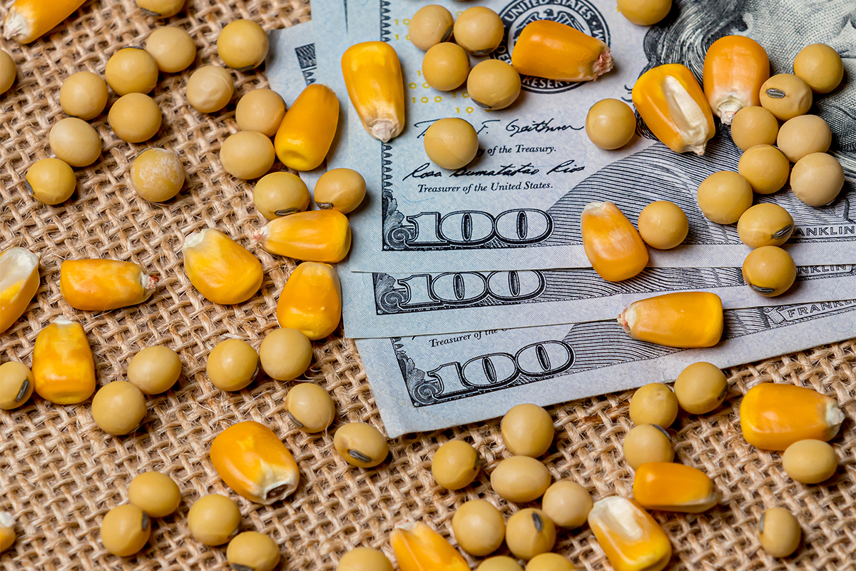 Soybean seed and corn kernels with 100 dollar bills