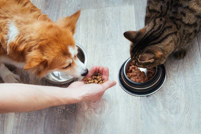 Photo of a dog eating kibble from a hand and a cat eating kibble from a stainless steel bowl.
