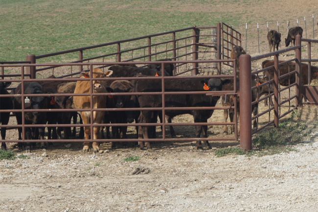 Cattle in corral