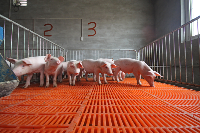 pigs in enclosure