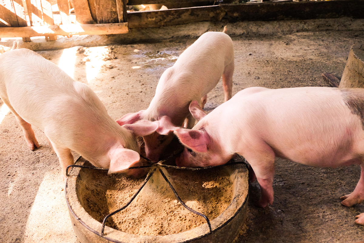 Pigs and feeding trough_adobe.png