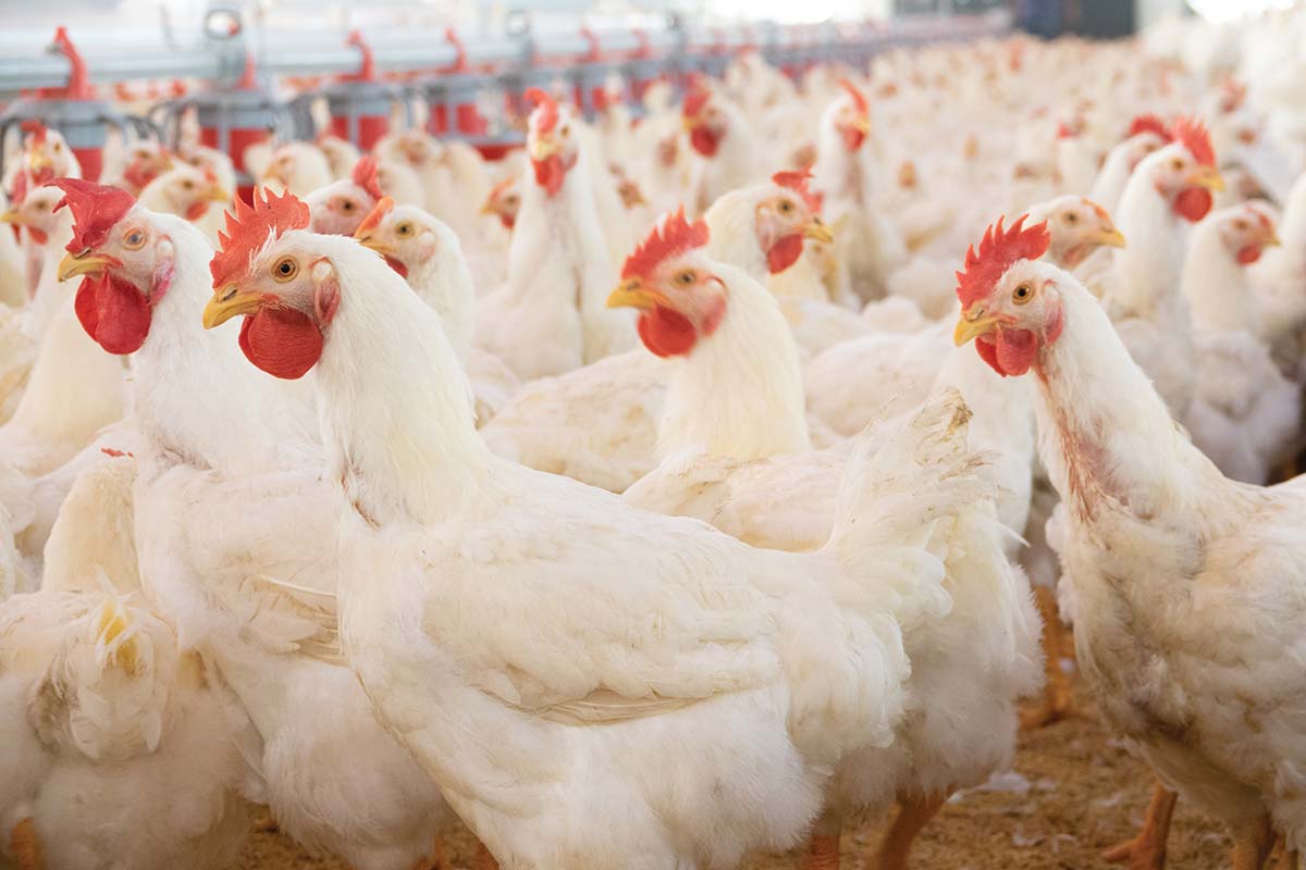 Poultry Adobe Stock.jpg