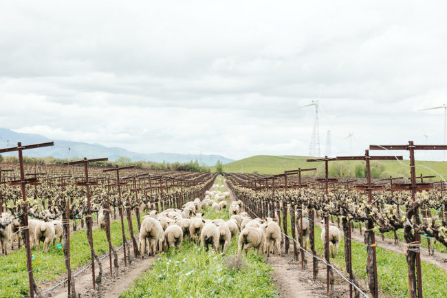 Niman Ranch sheep farm