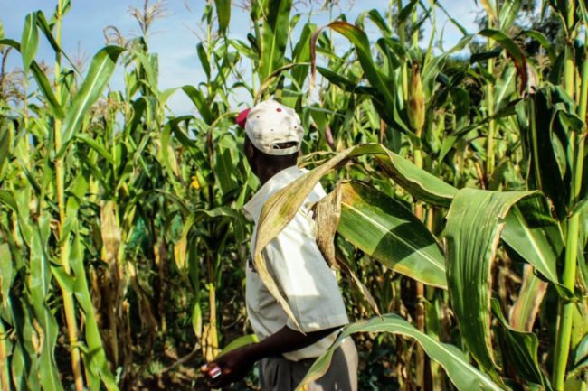 Kenya-Africa-cornfield-farmer_JOAO-COMPASSO---STOCK.ADOBE.COM_e.jpg