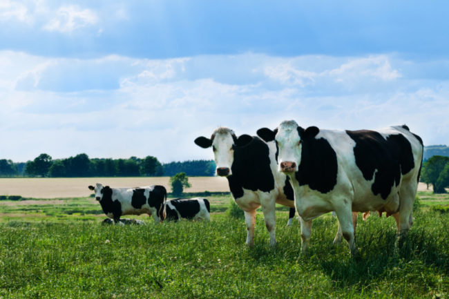 organic-dairy-cows-dairy-farm.jpg