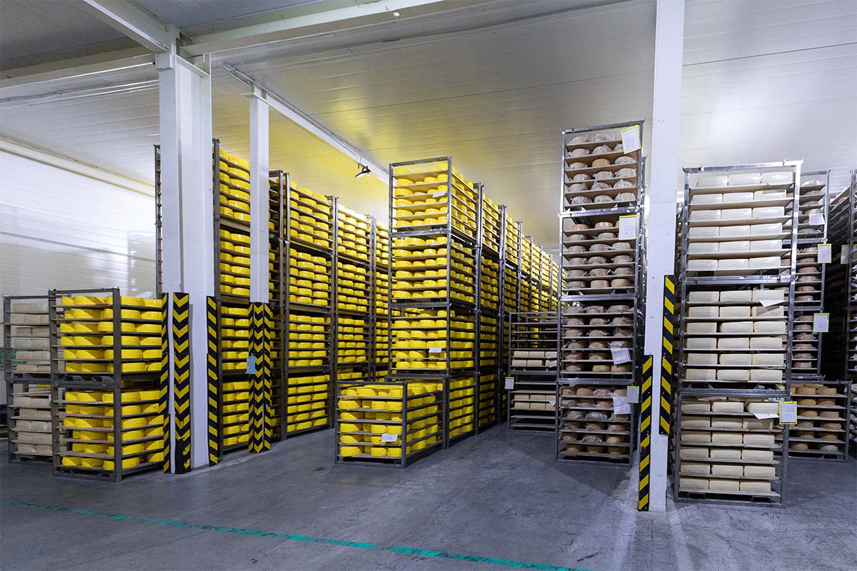 shelves with cheese at a cheese warehouse