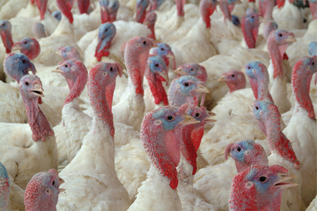 Gettyimages 140387481 turkey 1200x800