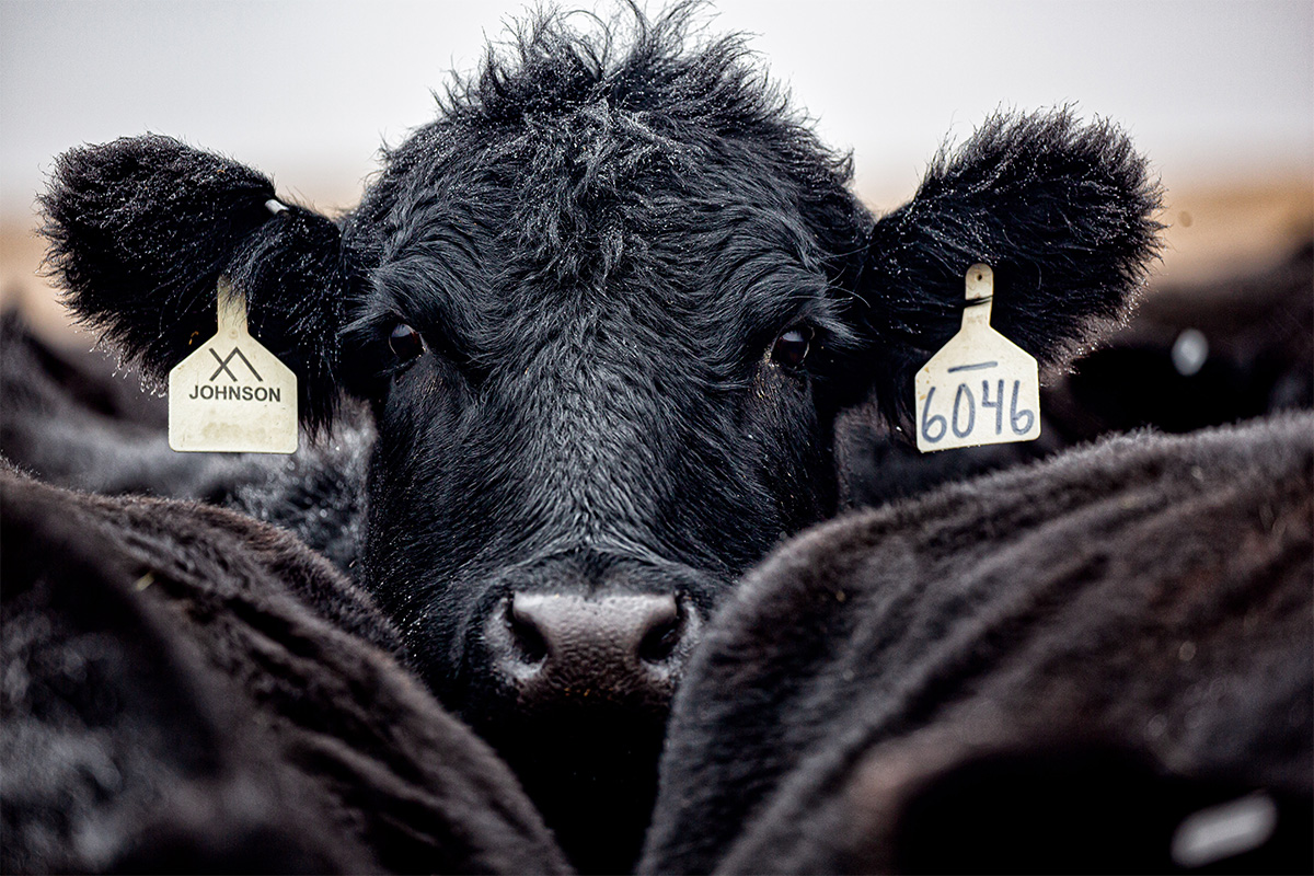 Cattle