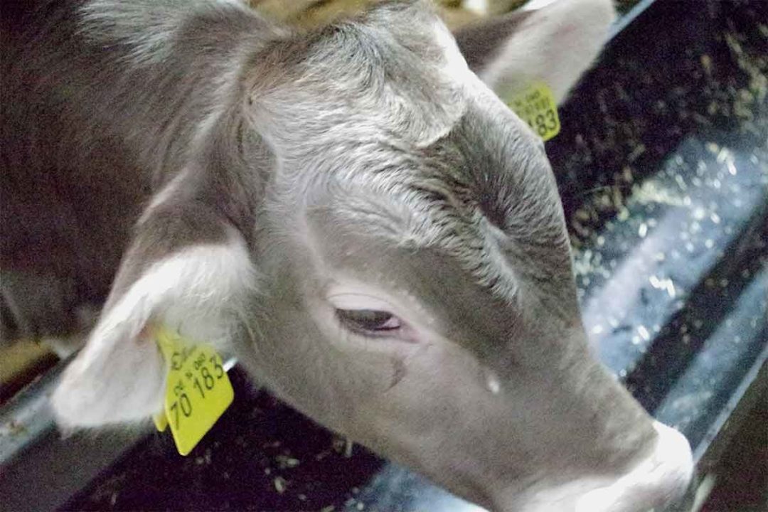 USDA filed a motion to dismiss a lawsuit challenging the agency’s plant to implement a livestock traceability program.