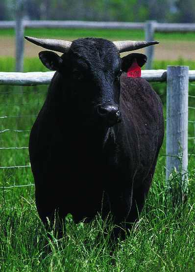 Creekstone Farms owns the cattle and the feed company that feeds the cattle.