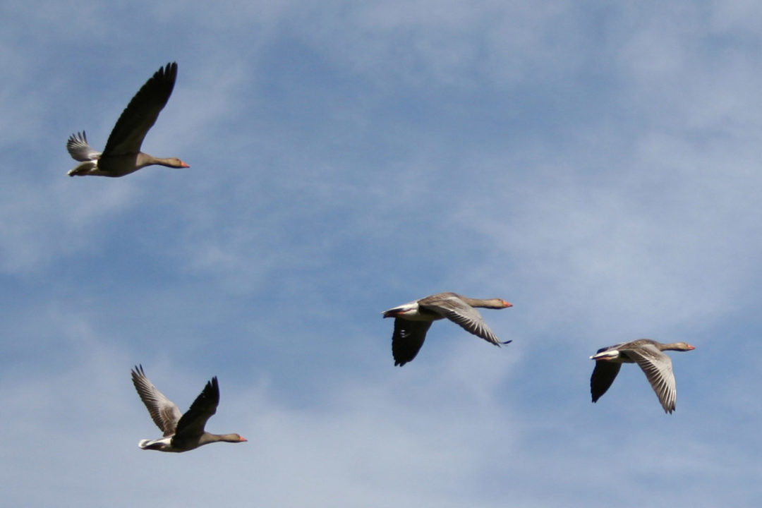 Officials in Northern Ireland have confirmed the presence of avian influenza in wild birds.