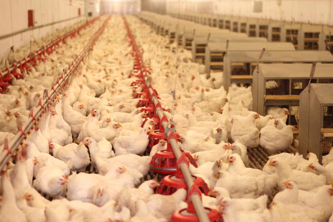 USPOULTRY reported progress on a research project aimed at reducing ammonia in poultry houses.