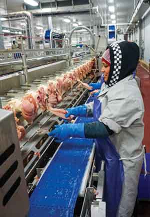 Gerber Poultry Inc. runs two shifts, five days a week to process 500,000 birds per week.