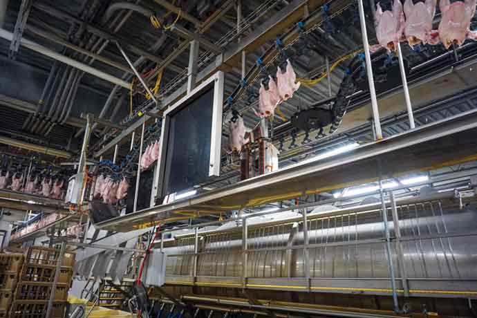 An overhead poultry processing line at Gerber Poultry Inc.
