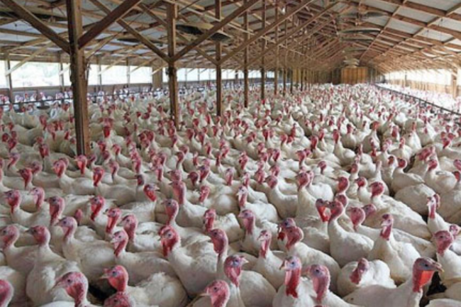 Barn filled with white turkeys