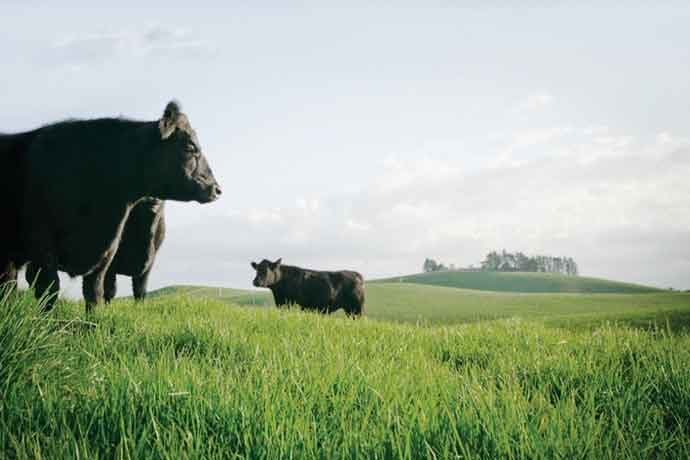 Because of New Zealand’s climate, cattle graze year-round on green pastures.